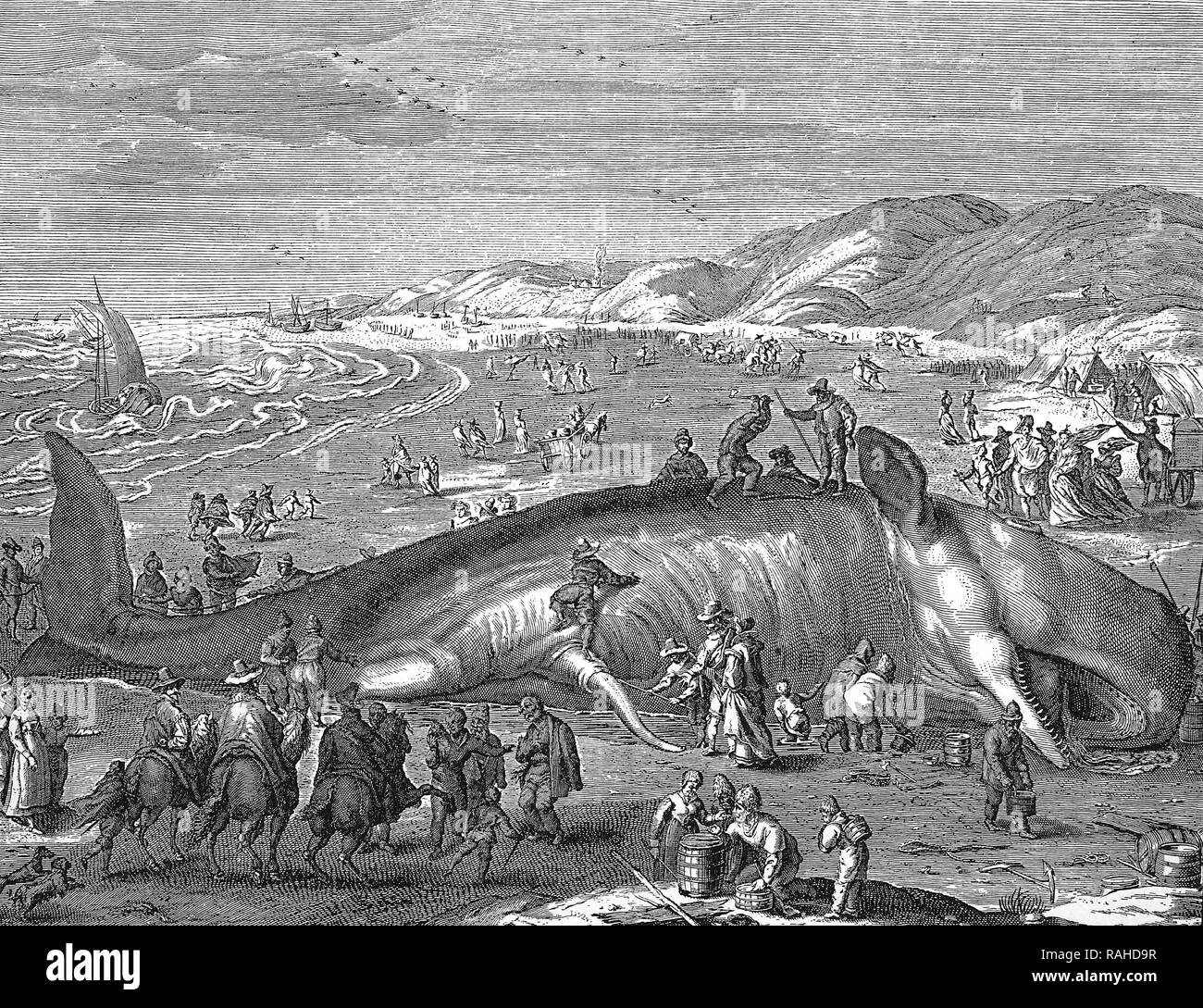 Foglio illustrativo olandese, immagine di una balena spiaggiata, 1598 Foto Stock