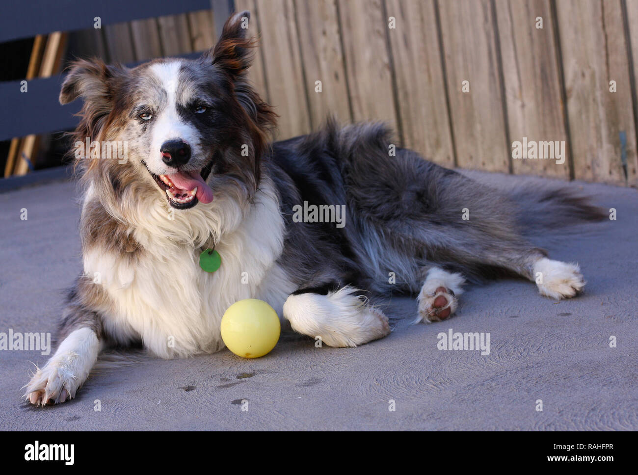 Un rilassato Australian Koolie cane con palla. Foto Stock
