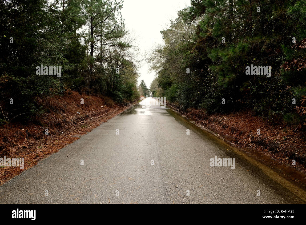 Svuotare country road in Texas, circondato da alberi e pini, querce; strada bagnata dopo una pioggia caduta. Foto Stock