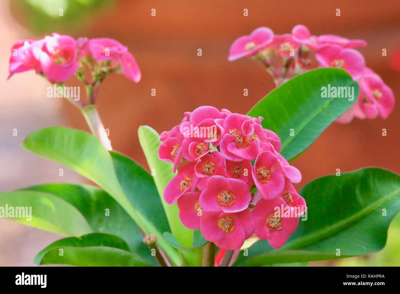 Euphorbia Hybrid ( Rossetto ) Foto Stock