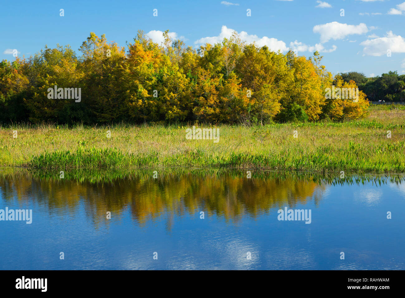 Zona umida di marsh, Verde Cay Centro Natura, Boynton Beach, Florida Foto Stock