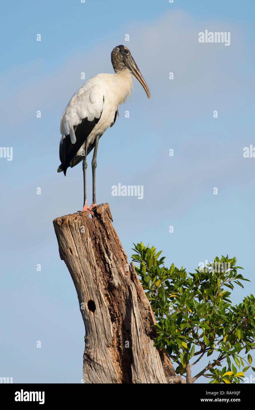 Cicogna in legno (Mycteria americana), acque tranquille Santuario, Wellington, Florida Foto Stock