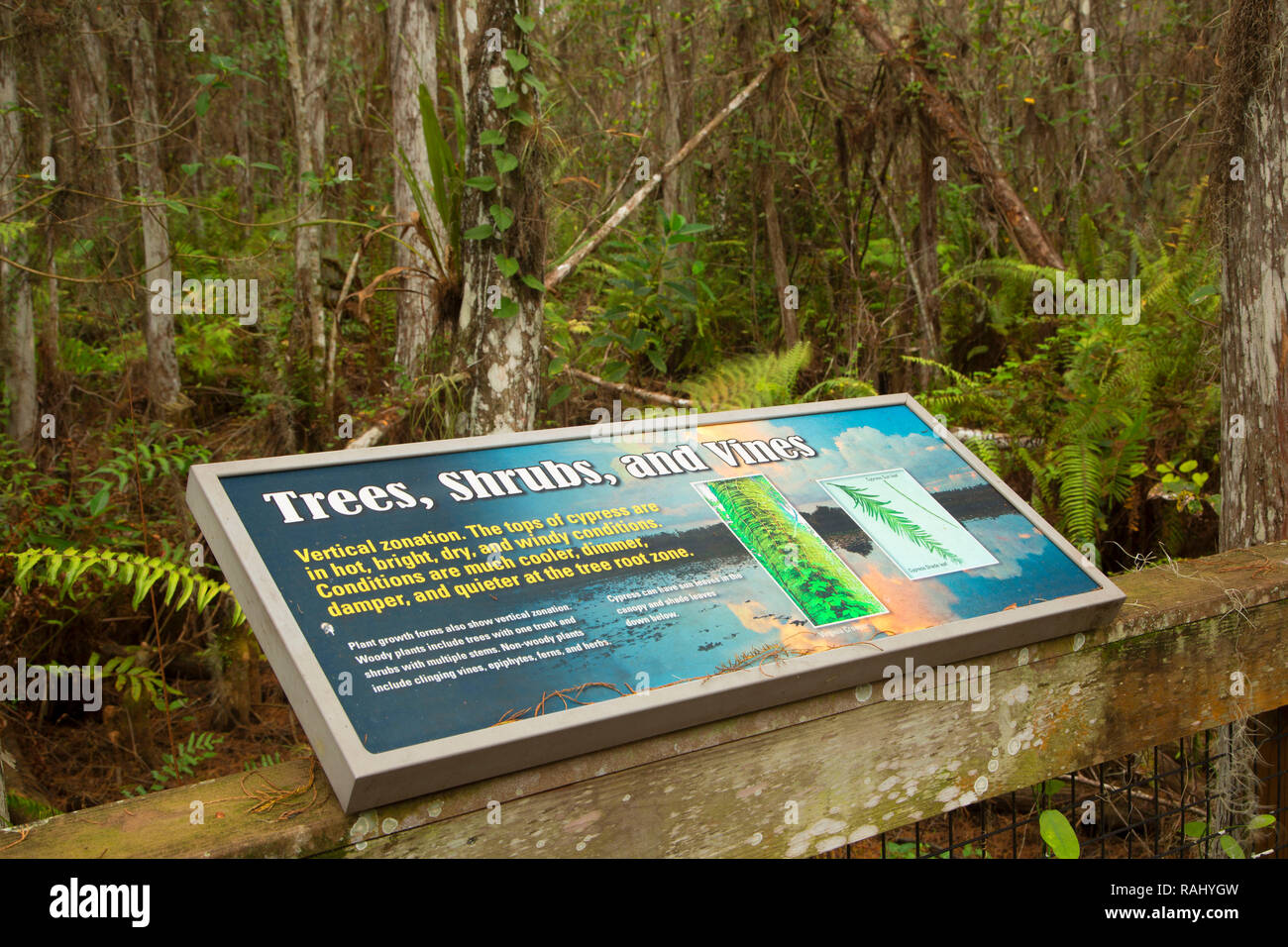 Cypress Swamp Boardwalk interpetive bordo, Arthur R. Marshall Loxahatchee National Wildlife Refuge, Florida Foto Stock