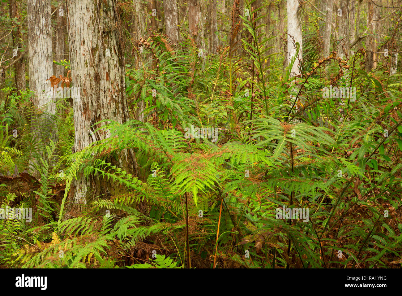 Foresta lungo Cypress Swamp Boardwalk, Arthur R. Marshall Loxahatchee National Wildlife Refuge, Florida Foto Stock