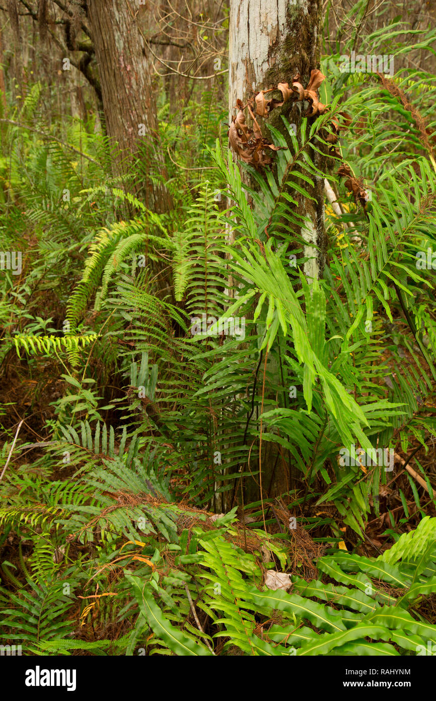 Foresta lungo Cypress Swamp Boardwalk, Arthur R. Marshall Loxahatchee National Wildlife Refuge, Florida Foto Stock