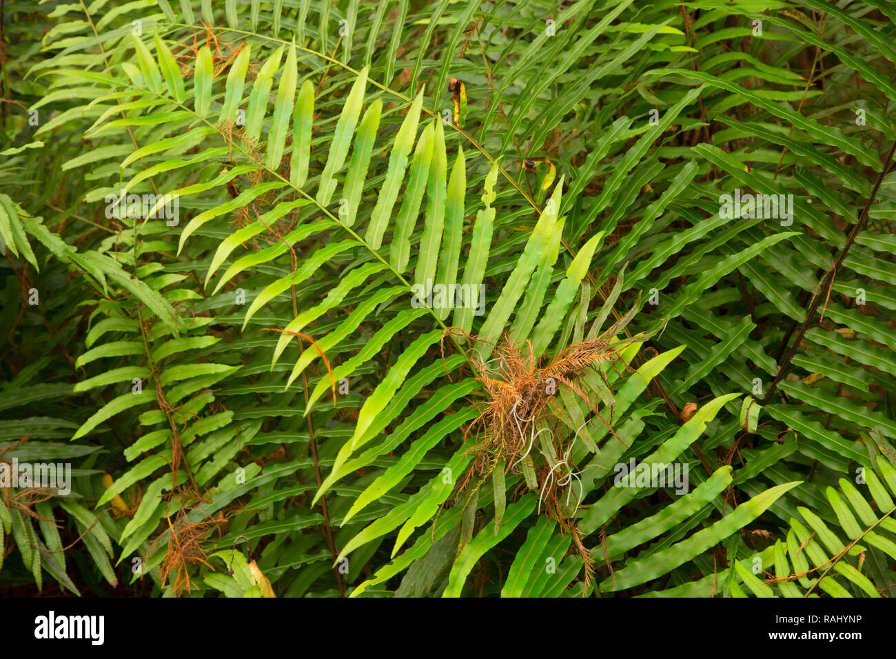 Felci lungo Cypress Swamp Boardwalk, Arthur R. Marshall Loxahatchee National Wildlife Refuge, Florida Foto Stock