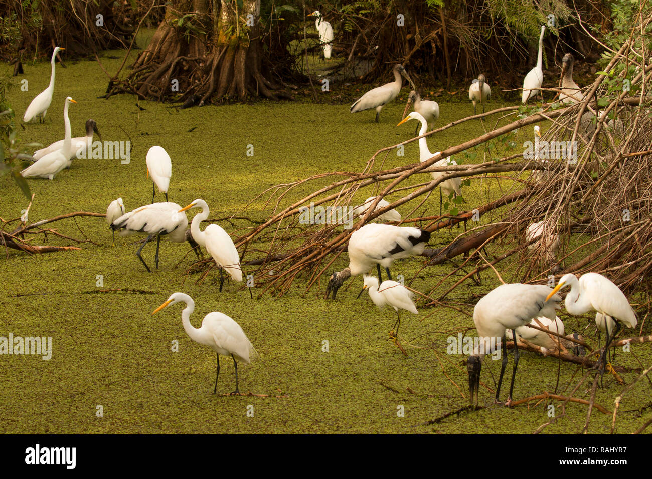 Stagno con i trampolieri lungo Cypress Swamp Boardwalk, Arthur R. Marshall Loxahatchee National Wildlife Refuge, Florida Foto Stock