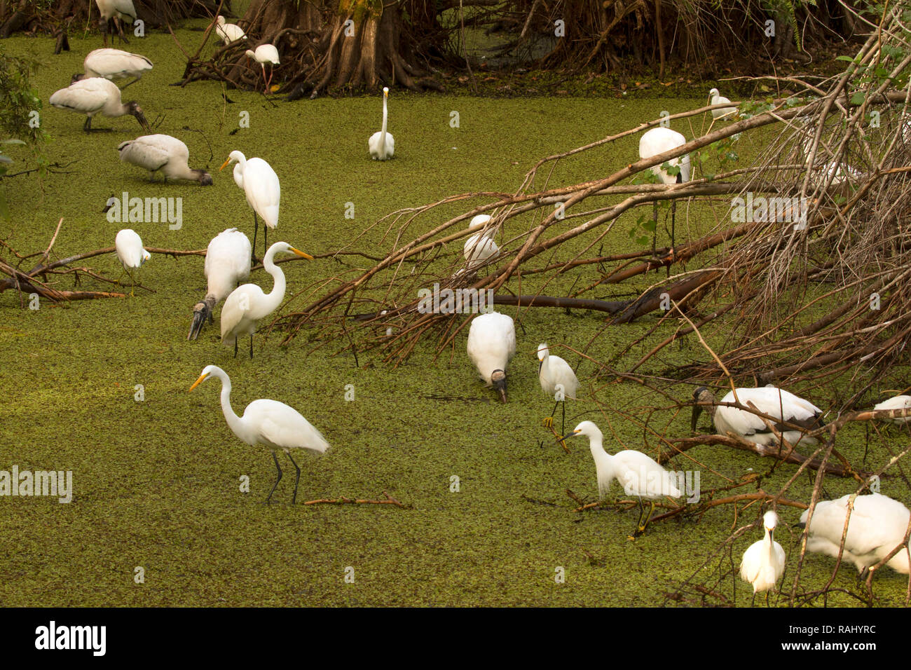 Stagno con i trampolieri lungo Cypress Swamp Boardwalk, Arthur R. Marshall Loxahatchee National Wildlife Refuge, Florida Foto Stock