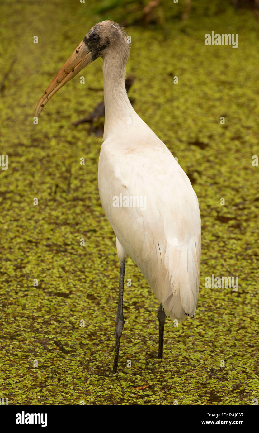 Cicogna in legno (Mycteria americana), Arthur R. Marshall Loxahatchee National Wildlife Refuge, Florida Foto Stock