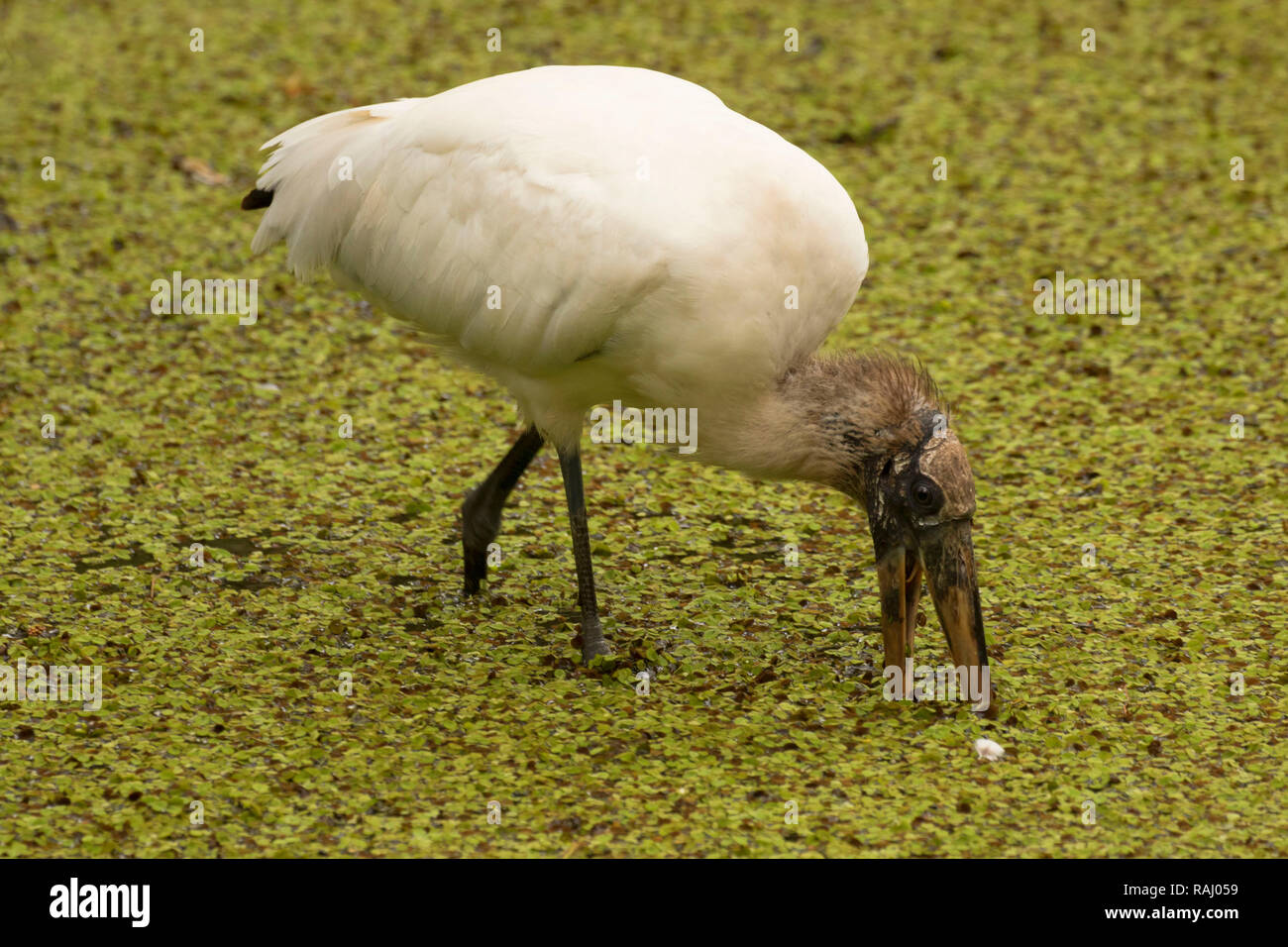Cicogna in legno (Mycteria americana), Arthur R. Marshall Loxahatchee National Wildlife Refuge, Florida Foto Stock