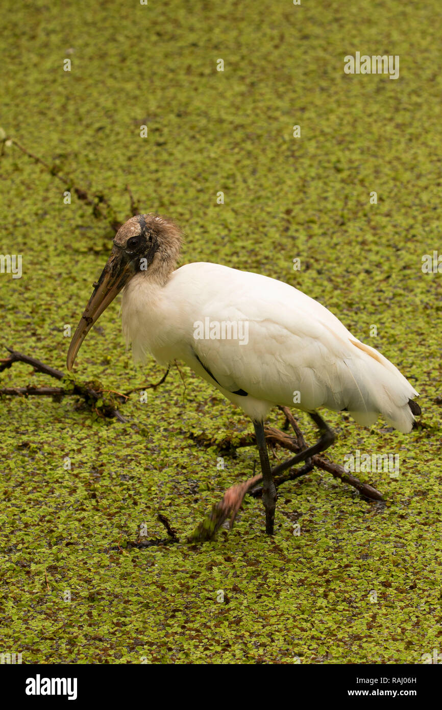 Cicogna in legno (Mycteria americana), Arthur R. Marshall Loxahatchee National Wildlife Refuge, Florida Foto Stock