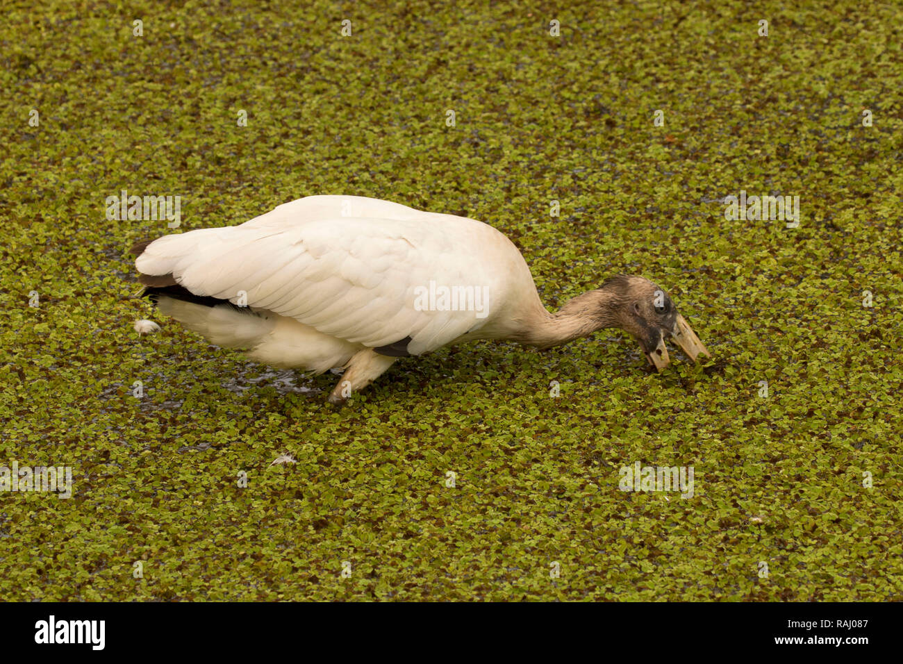 Cicogna in legno (Mycteria americana), Arthur R. Marshall Loxahatchee National Wildlife Refuge, Florida Foto Stock