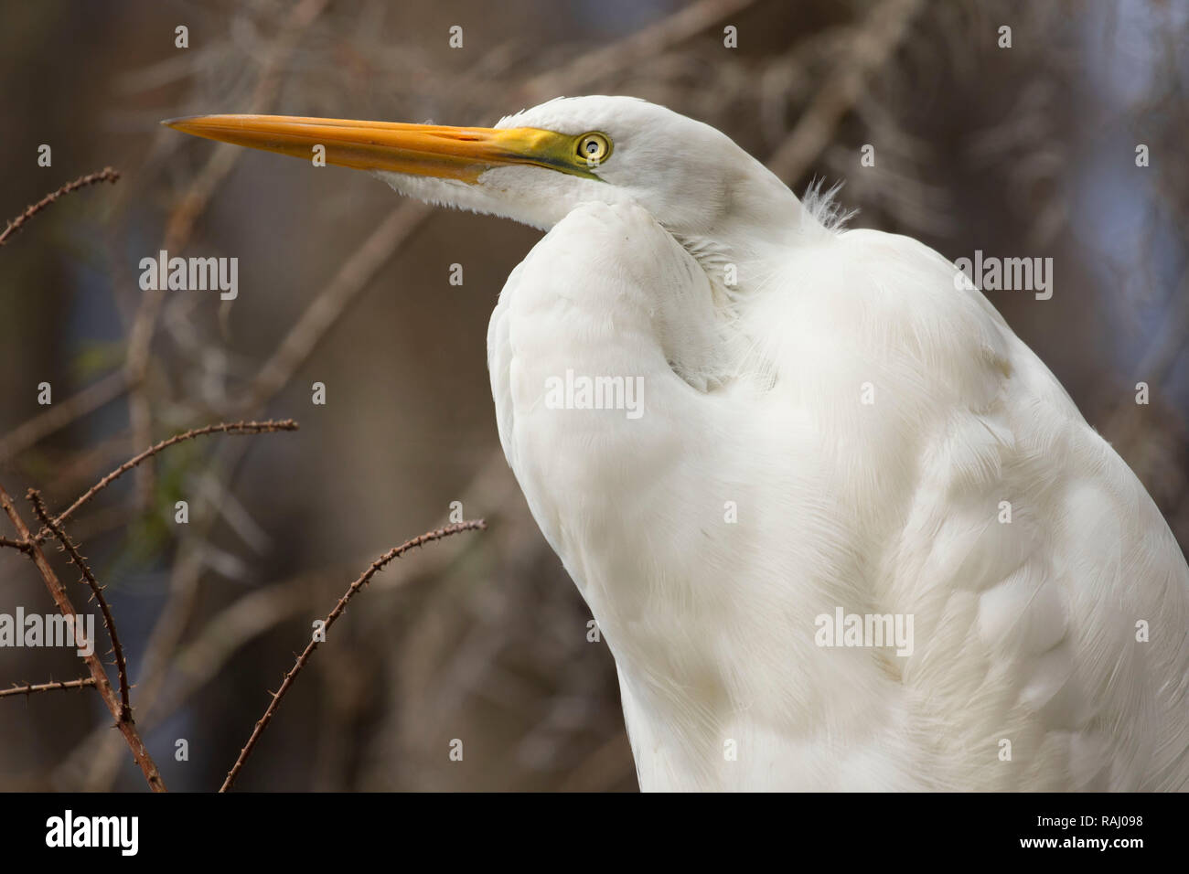Airone bianco maggiore (Ardea alba), Arthur R. Marshall Loxahatchee National Wildlife Refuge, Florida Foto Stock