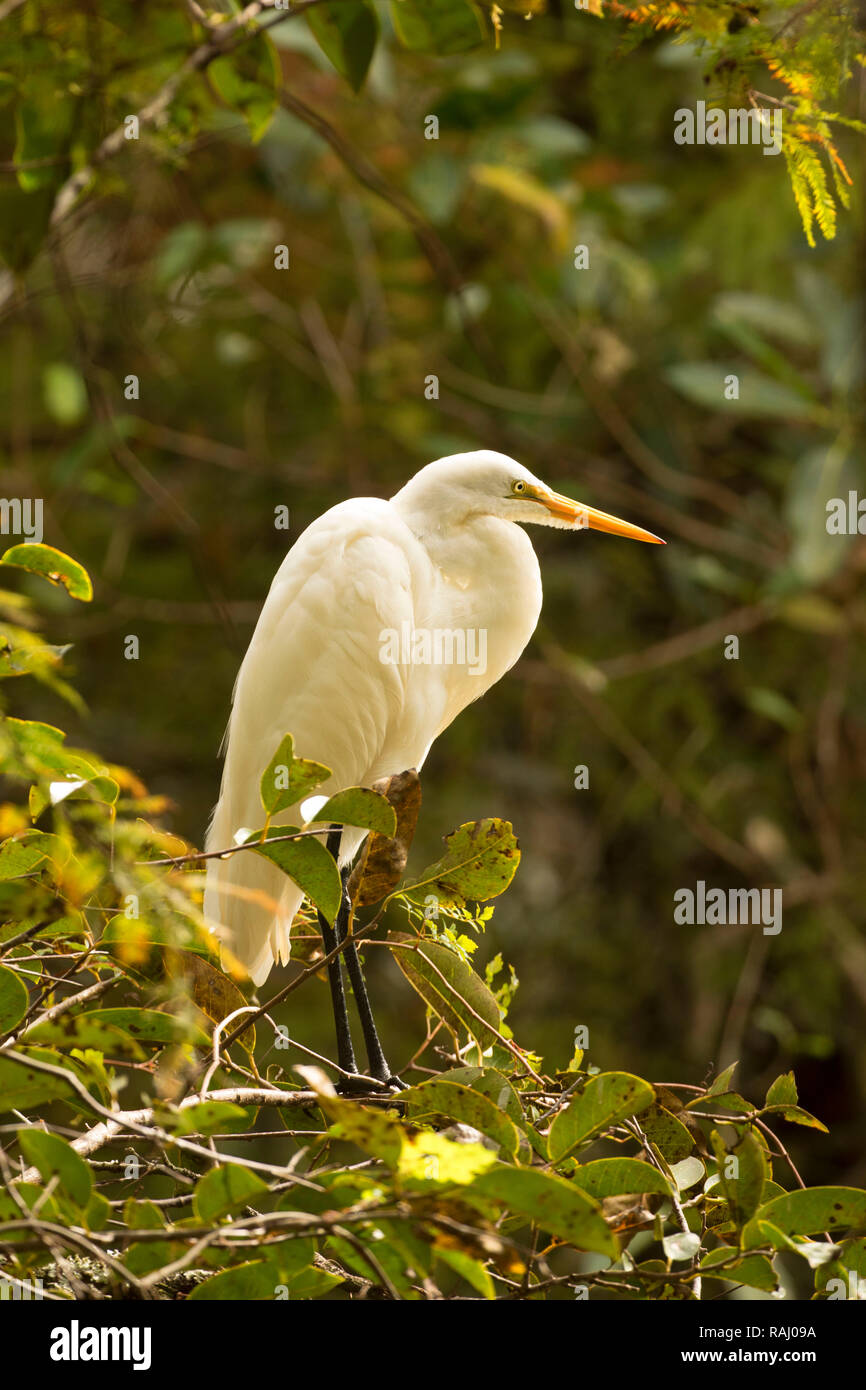 Airone bianco maggiore (Ardea alba), Arthur R. Marshall Loxahatchee National Wildlife Refuge, Florida Foto Stock
