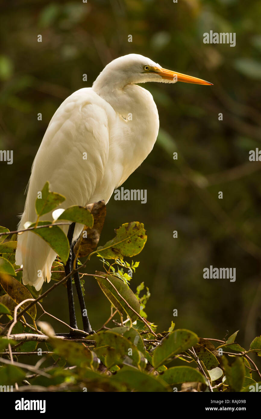 Airone bianco maggiore (Ardea alba), Arthur R. Marshall Loxahatchee National Wildlife Refuge, Florida Foto Stock