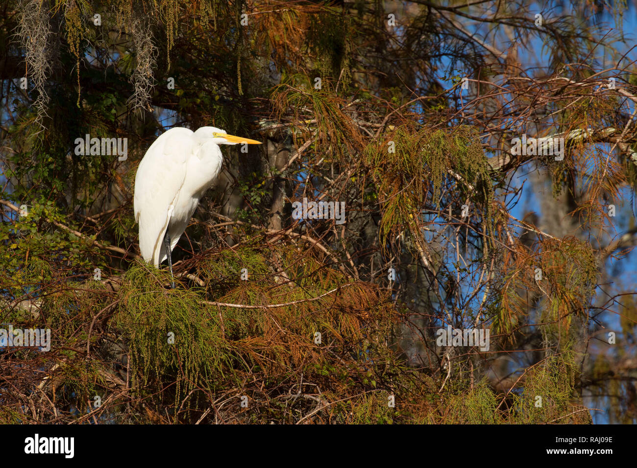 Airone bianco maggiore (Ardea alba), Arthur R. Marshall Loxahatchee National Wildlife Refuge, Florida Foto Stock