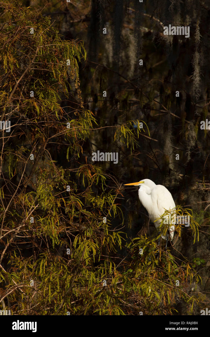 Airone bianco maggiore (Ardea alba), Arthur R. Marshall Loxahatchee National Wildlife Refuge, Florida Foto Stock