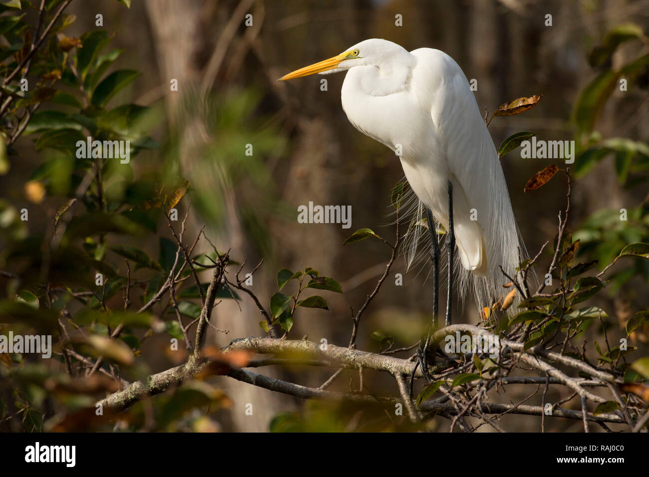 Airone bianco maggiore (Ardea alba), Arthur R. Marshall Loxahatchee National Wildlife Refuge, Florida Foto Stock