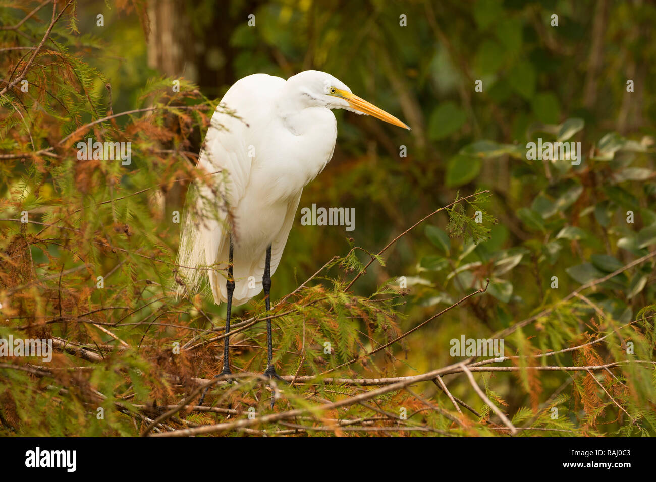 Airone bianco maggiore (Ardea alba), Arthur R. Marshall Loxahatchee National Wildlife Refuge, Florida Foto Stock