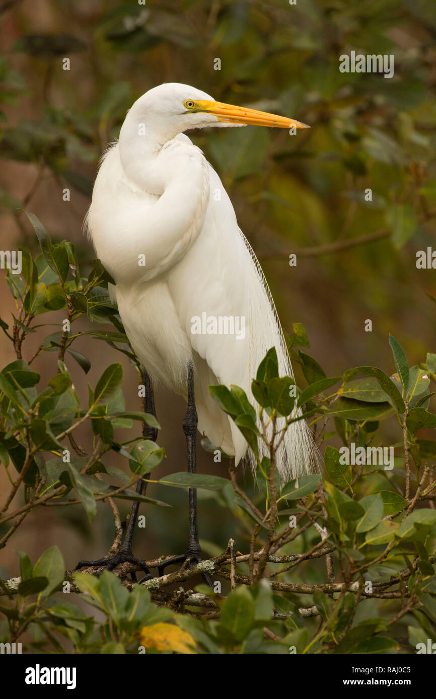 Airone bianco maggiore (Ardea alba), Arthur R. Marshall Loxahatchee National Wildlife Refuge, Florida Foto Stock