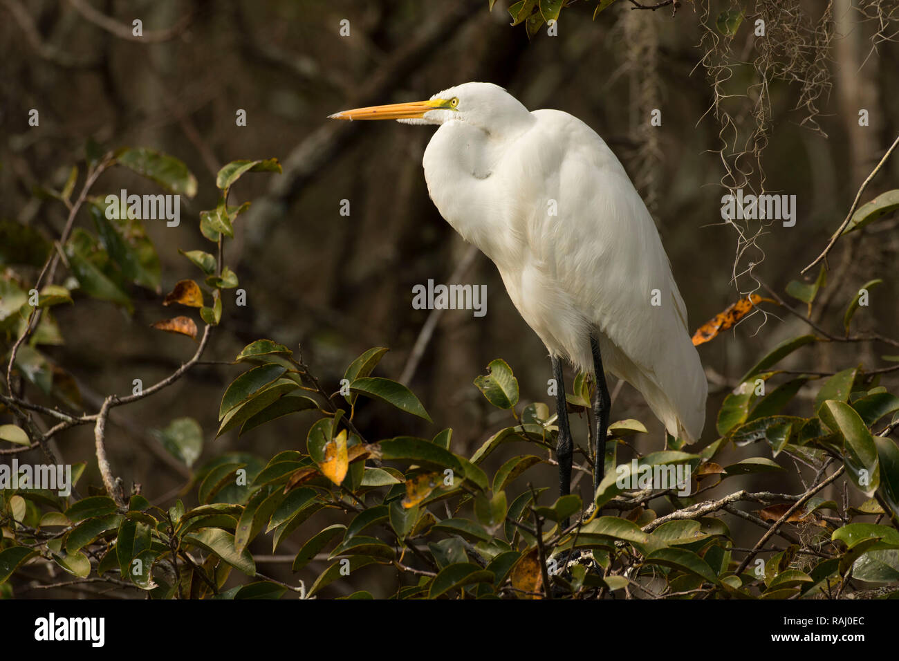 Airone bianco maggiore (Ardea alba), Arthur R. Marshall Loxahatchee National Wildlife Refuge, Florida Foto Stock