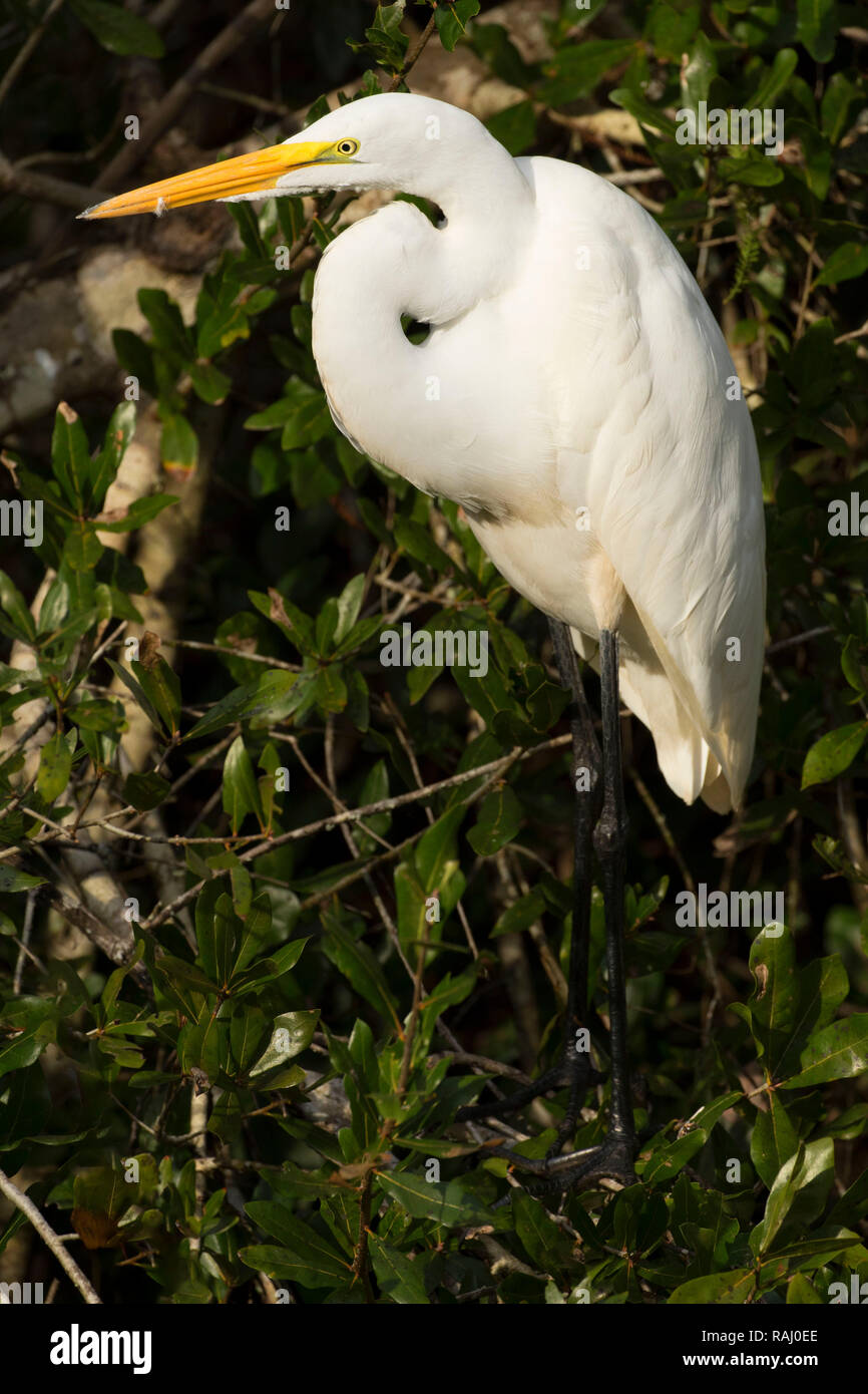 Airone bianco maggiore (Ardea alba), Arthur R. Marshall Loxahatchee National Wildlife Refuge, Florida Foto Stock