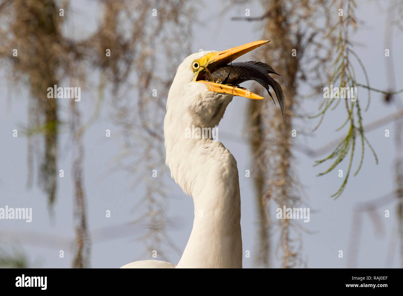 Airone bianco maggiore (Ardea alba), Arthur R. Marshall Loxahatchee National Wildlife Refuge, Florida Foto Stock