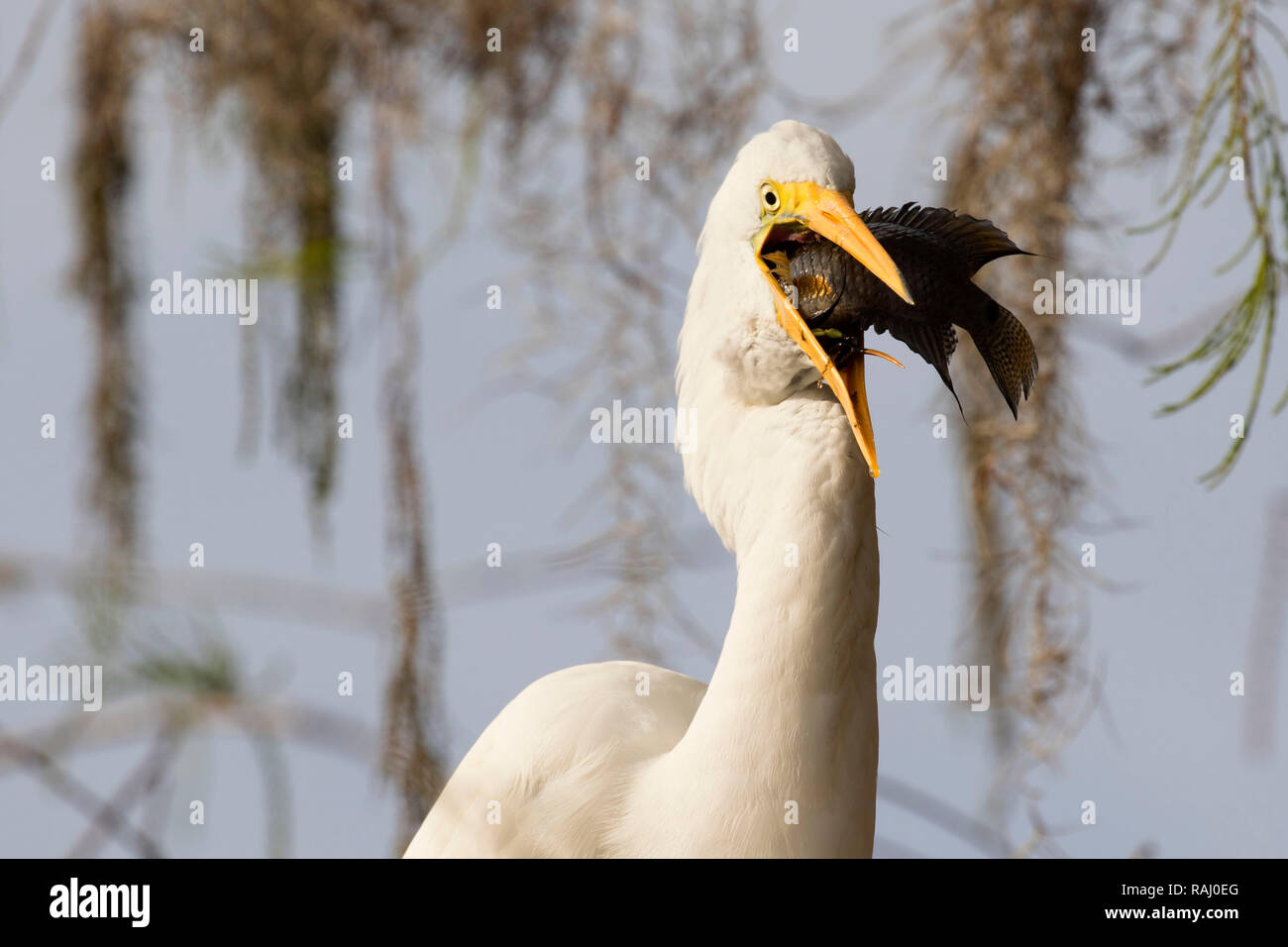 Airone bianco maggiore (Ardea alba), Arthur R. Marshall Loxahatchee National Wildlife Refuge, Florida Foto Stock