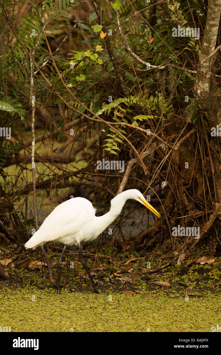 Airone bianco maggiore (Ardea alba), Arthur R. Marshall Loxahatchee National Wildlife Refuge, Florida Foto Stock