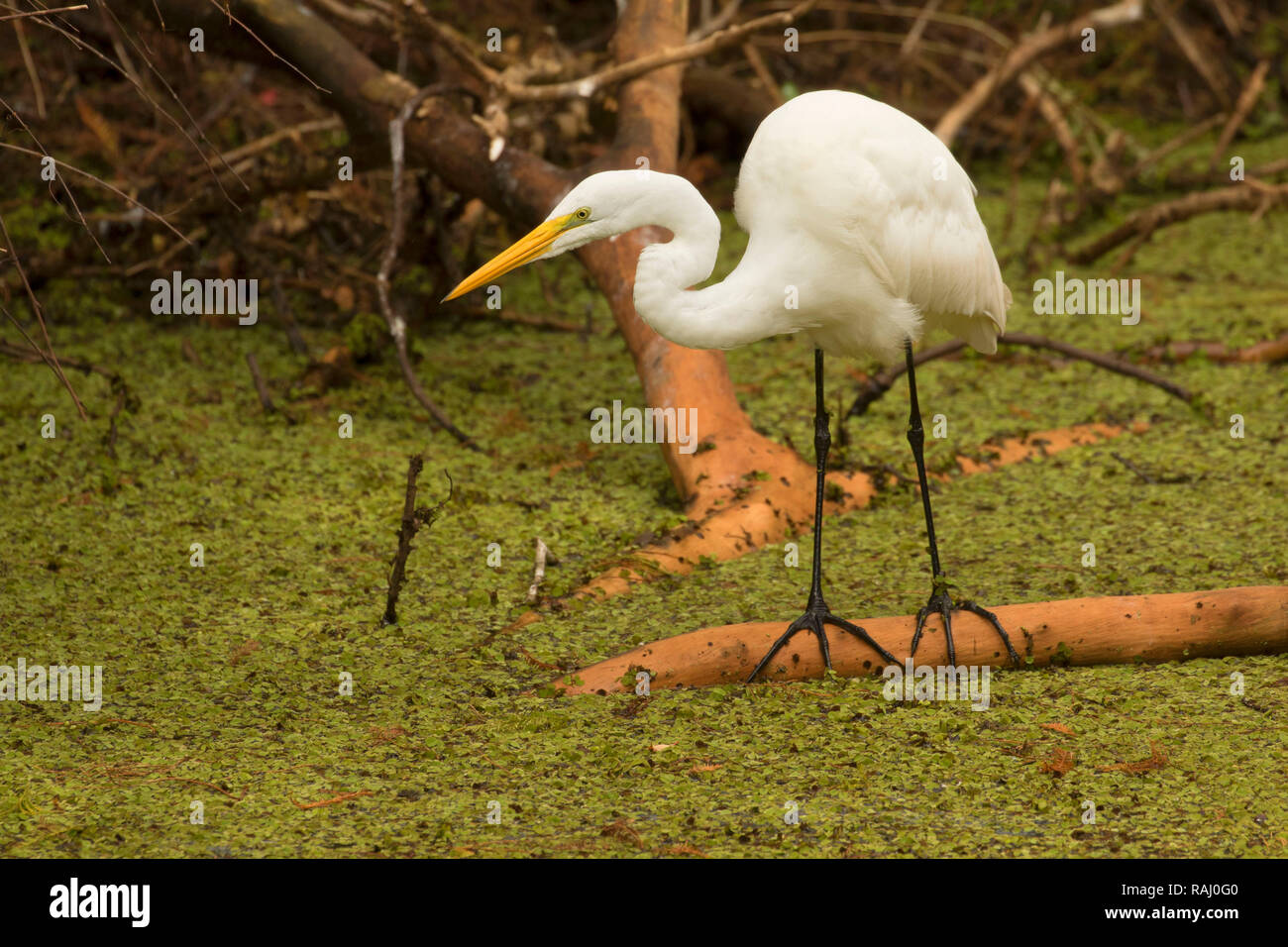 Airone bianco maggiore (Ardea alba), Arthur R. Marshall Loxahatchee National Wildlife Refuge, Florida Foto Stock