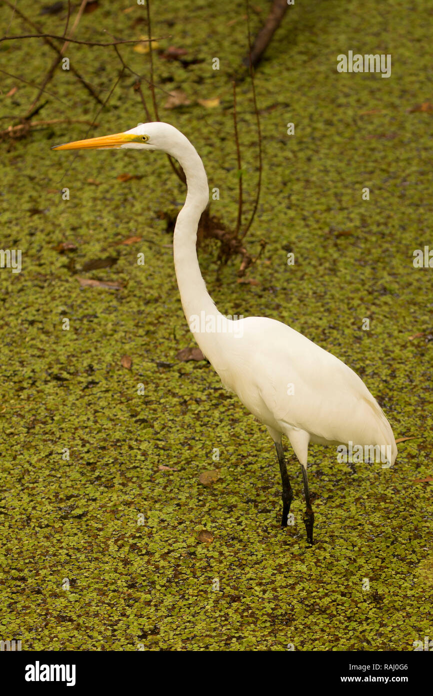 Airone bianco maggiore (Ardea alba), Arthur R. Marshall Loxahatchee National Wildlife Refuge, Florida Foto Stock
