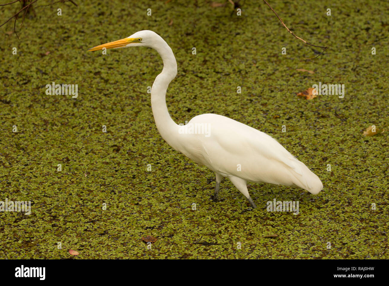 Airone bianco maggiore (Ardea alba), Arthur R. Marshall Loxahatchee National Wildlife Refuge, Florida Foto Stock