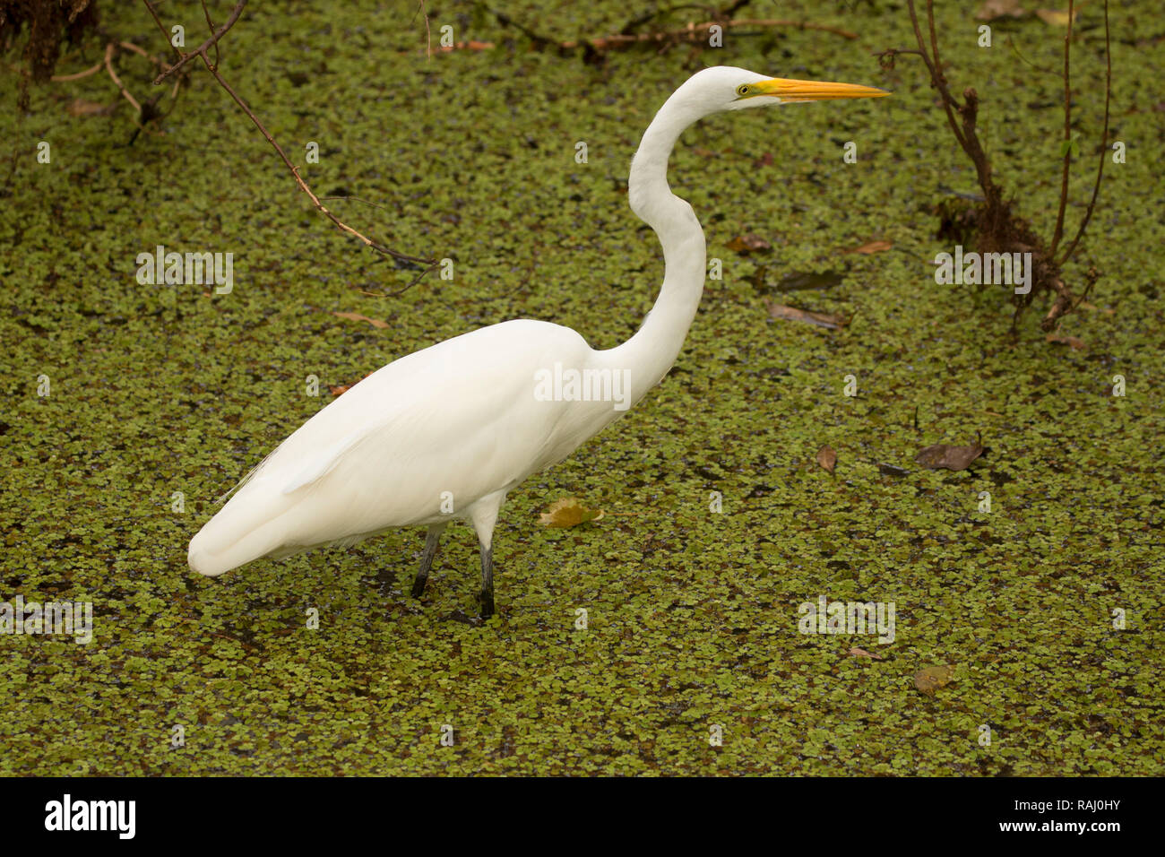 Airone bianco maggiore (Ardea alba), Arthur R. Marshall Loxahatchee National Wildlife Refuge, Florida Foto Stock