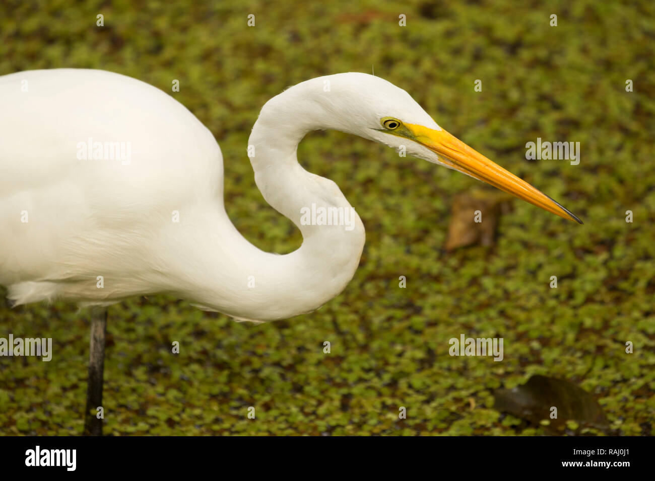 Airone bianco maggiore (Ardea alba), Arthur R. Marshall Loxahatchee National Wildlife Refuge, Florida Foto Stock