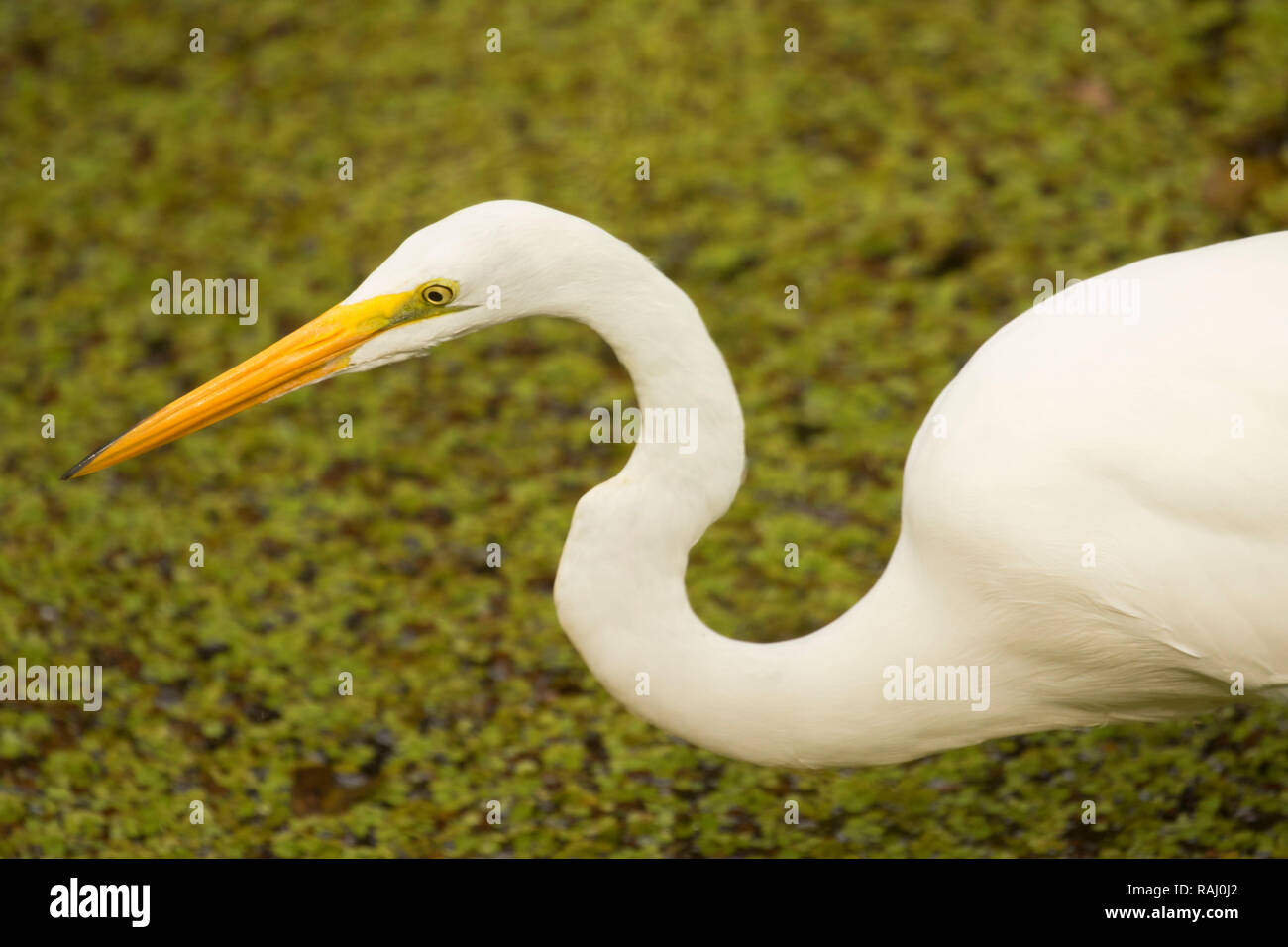 Airone bianco maggiore (Ardea alba), Arthur R. Marshall Loxahatchee National Wildlife Refuge, Florida Foto Stock