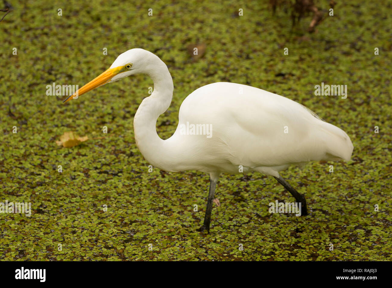 Airone bianco maggiore (Ardea alba), Arthur R. Marshall Loxahatchee National Wildlife Refuge, Florida Foto Stock