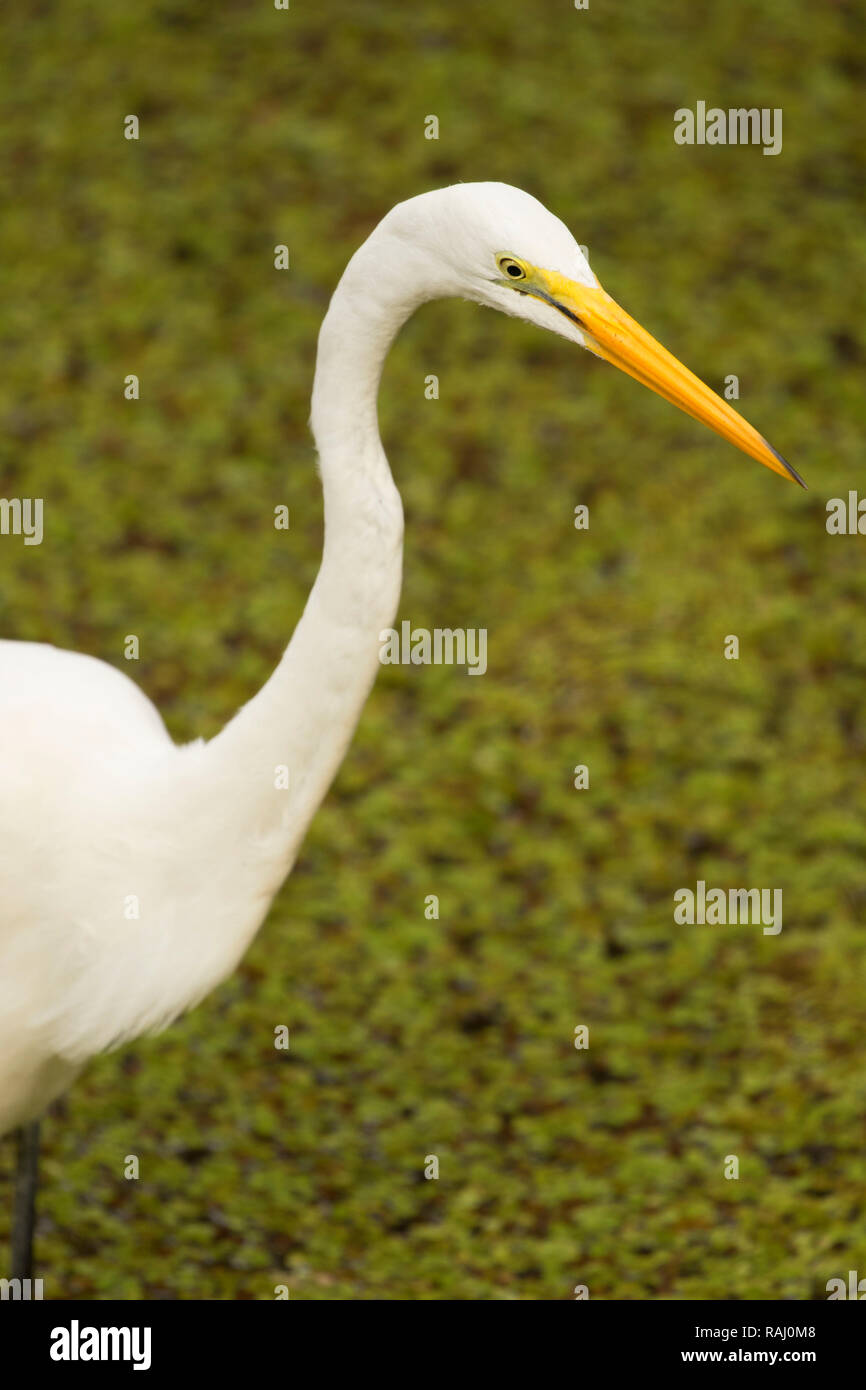 Airone bianco maggiore (Ardea alba), Arthur R. Marshall Loxahatchee National Wildlife Refuge, Florida Foto Stock