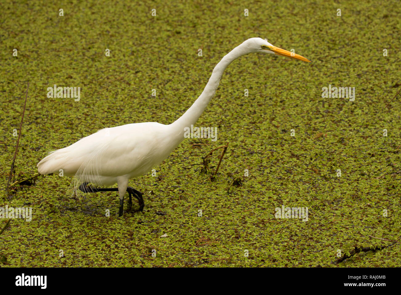 Airone bianco maggiore (Ardea alba), Arthur R. Marshall Loxahatchee National Wildlife Refuge, Florida Foto Stock