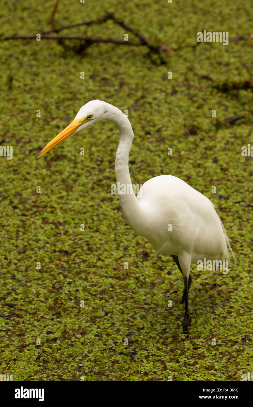 Airone bianco maggiore (Ardea alba), Arthur R. Marshall Loxahatchee National Wildlife Refuge, Florida Foto Stock