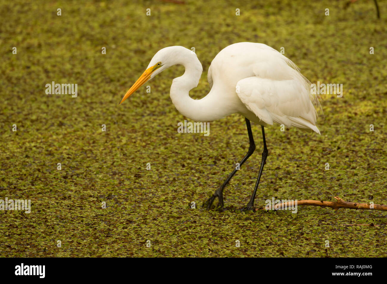 Airone bianco maggiore (Ardea alba), Arthur R. Marshall Loxahatchee National Wildlife Refuge, Florida Foto Stock