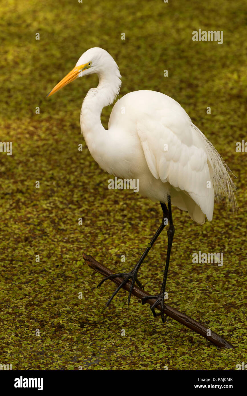Airone bianco maggiore (Ardea alba), Arthur R. Marshall Loxahatchee National Wildlife Refuge, Florida Foto Stock