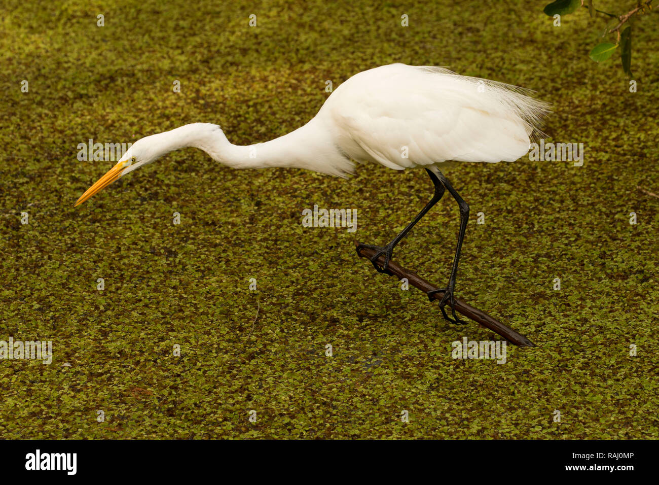 Airone bianco maggiore (Ardea alba), Arthur R. Marshall Loxahatchee National Wildlife Refuge, Florida Foto Stock