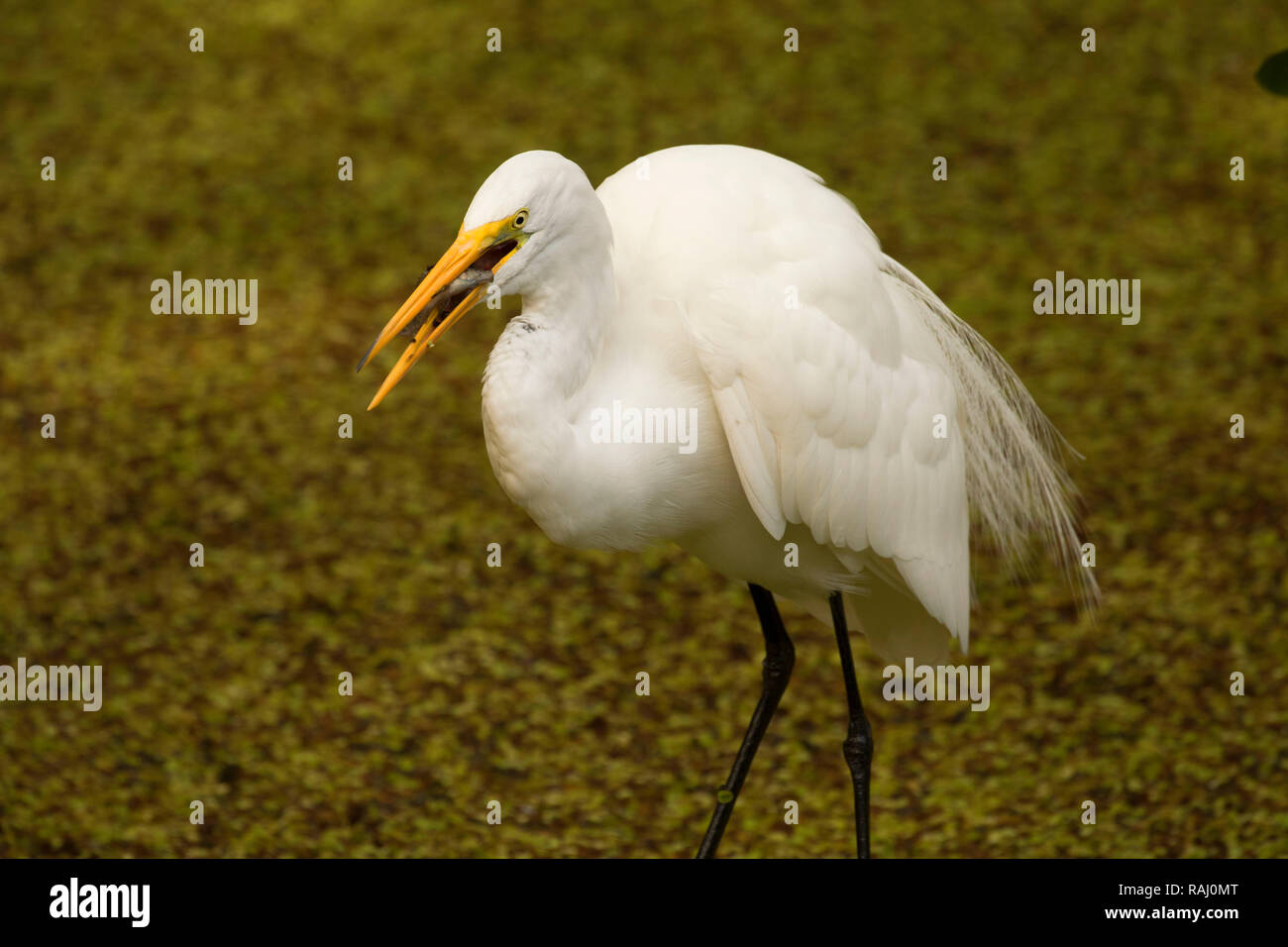 Airone bianco maggiore (Ardea alba), Arthur R. Marshall Loxahatchee National Wildlife Refuge, Florida Foto Stock