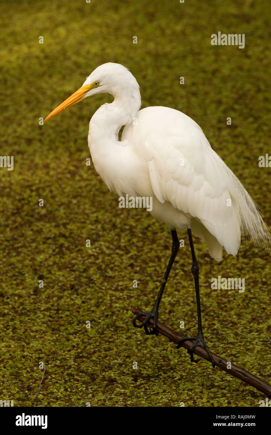 Airone bianco maggiore (Ardea alba), Arthur R. Marshall Loxahatchee National Wildlife Refuge, Florida Foto Stock