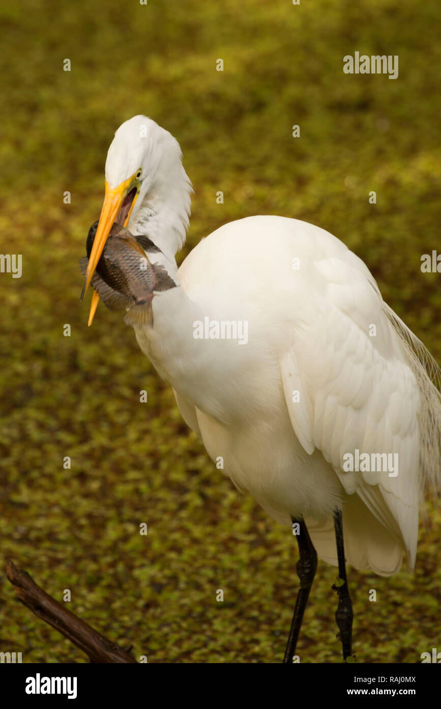 Airone bianco maggiore (Ardea alba), Arthur R. Marshall Loxahatchee National Wildlife Refuge, Florida Foto Stock