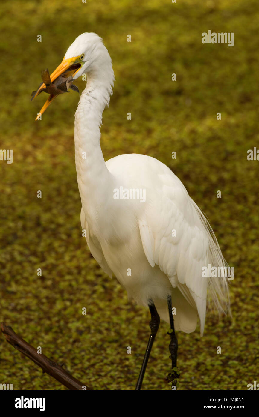 Airone bianco maggiore (Ardea alba), Arthur R. Marshall Loxahatchee National Wildlife Refuge, Florida Foto Stock