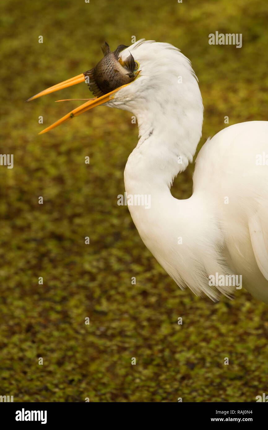 Airone bianco maggiore (Ardea alba), Arthur R. Marshall Loxahatchee National Wildlife Refuge, Florida Foto Stock