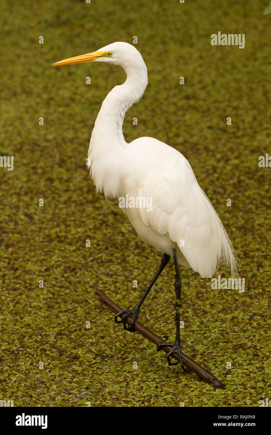 Airone bianco maggiore (Ardea alba), Arthur R. Marshall Loxahatchee National Wildlife Refuge, Florida Foto Stock