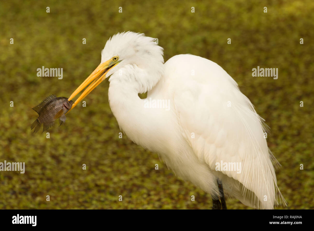 Airone bianco maggiore (Ardea alba), Arthur R. Marshall Loxahatchee National Wildlife Refuge, Florida Foto Stock