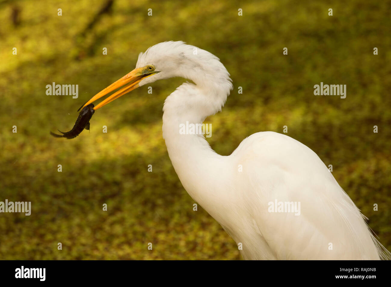 Airone bianco maggiore (Ardea alba), Arthur R. Marshall Loxahatchee National Wildlife Refuge, Florida Foto Stock